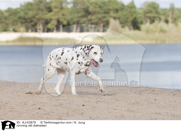 rennender alter Dalmatiner / running old dalmatian / KJ-03879
