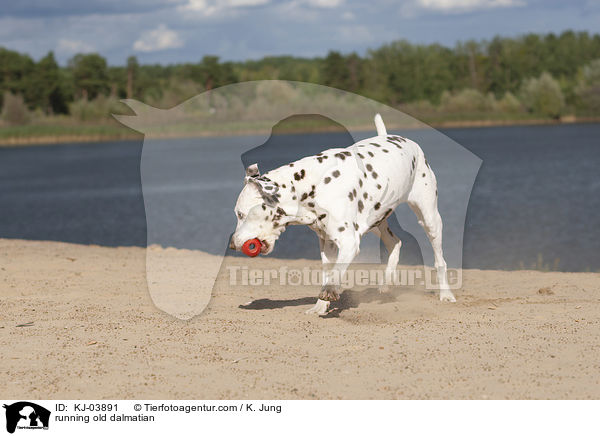 rennender alter Dalmatiner / running old dalmatian / KJ-03891