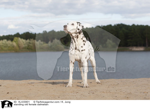 stehende alte Dalmatiner Hndin / standing old female dalmatian / KJ-03901