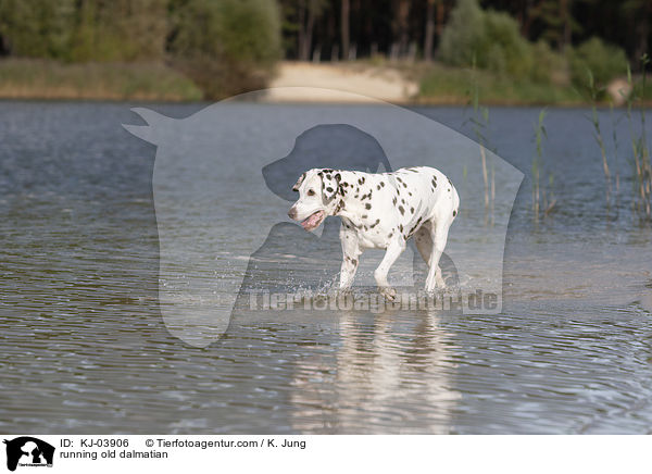 rennender alter Dalmatiner / running old dalmatian / KJ-03906