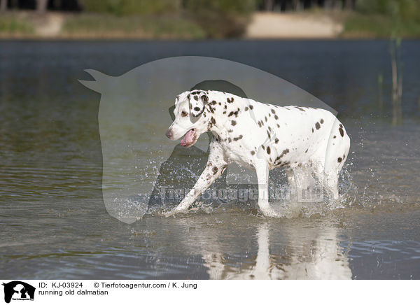 rennender alter Dalmatiner / running old dalmatian / KJ-03924