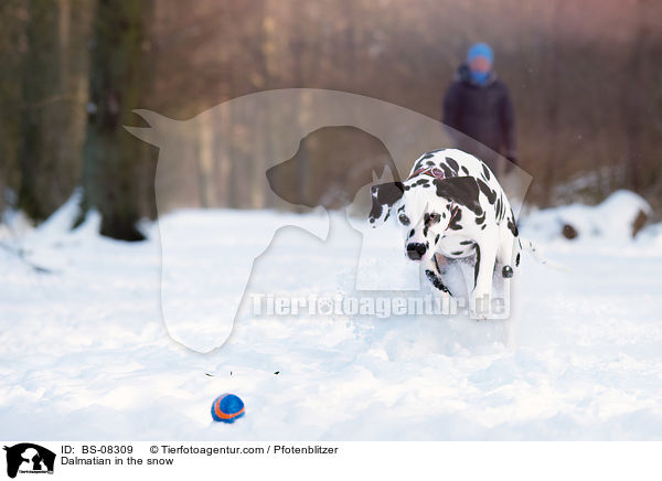 Dalmatiner im Schnee / Dalmatian in the snow / BS-08309
