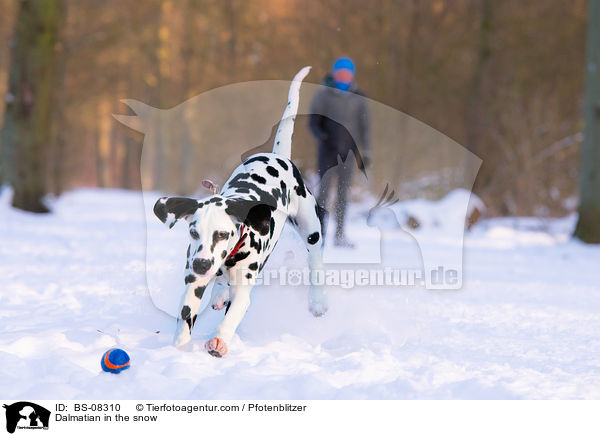Dalmatiner im Schnee / Dalmatian in the snow / BS-08310