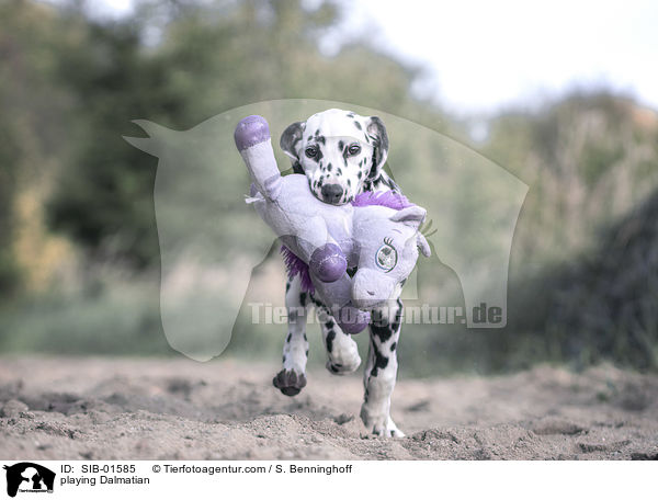 spielender Dalmatiner / playing Dalmatian / SIB-01585