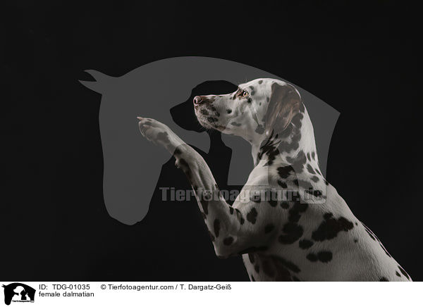 braun-weie Dalmatiner Hndin / female dalmatian / TDG-01035