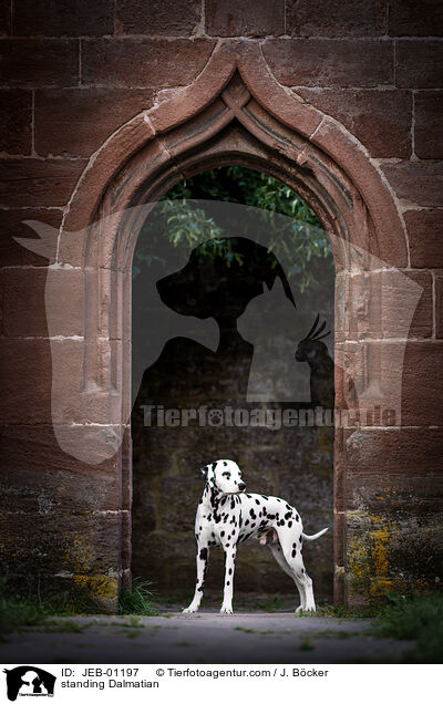stehender Dalmatiner / standing Dalmatian / JEB-01197