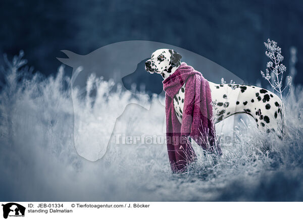 stehender Dalmatiner / standing Dalmatian / JEB-01334