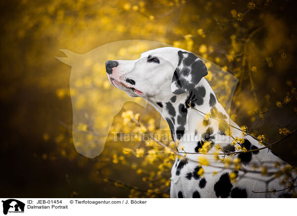 Dalmatian Portrait / JEB-01454