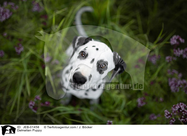 Dalmatian Puppy / JEB-01458