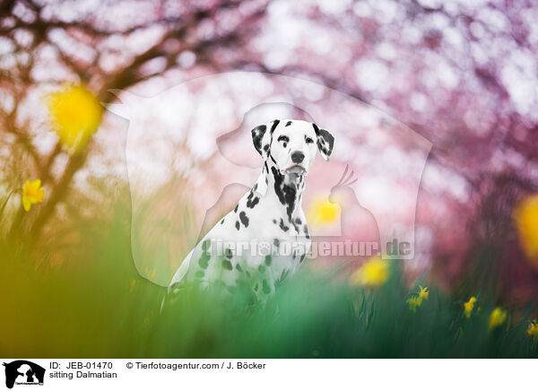 sitzender Dalmatiner / sitting Dalmatian / JEB-01470