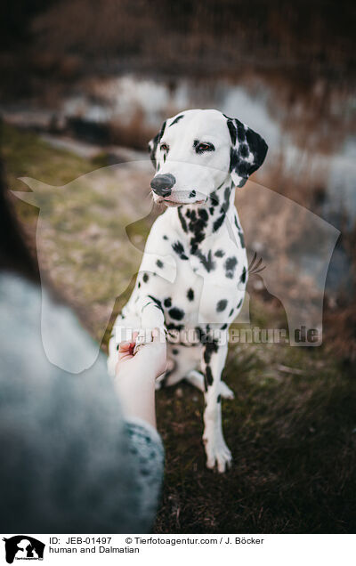 Mensch und Dalmatiner / human and Dalmatian / JEB-01497