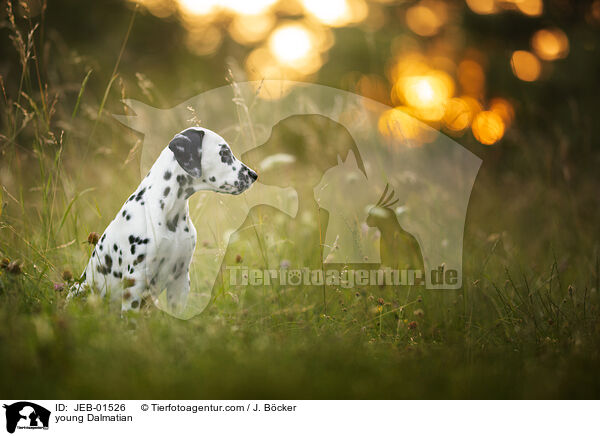 junger Dalmatiner / young Dalmatian / JEB-01526