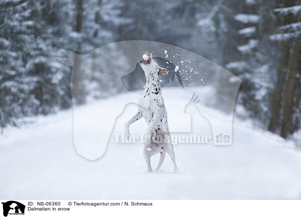 Dalmatiner im Schnee / Dalmatian in snow / NS-06360