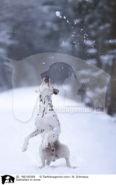 Dalmatiner im Schnee / Dalmatian in snow / NS-06368