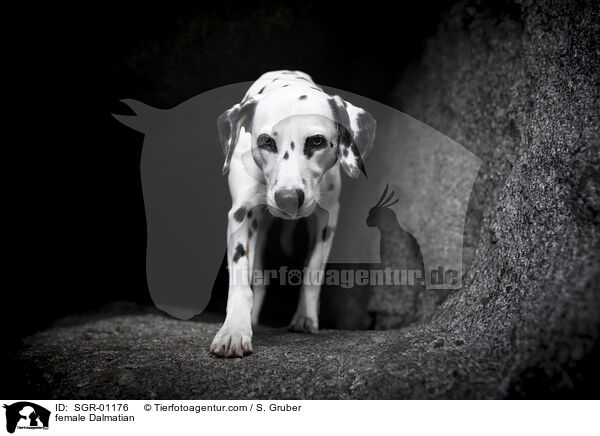 female Dalmatian / SGR-01176