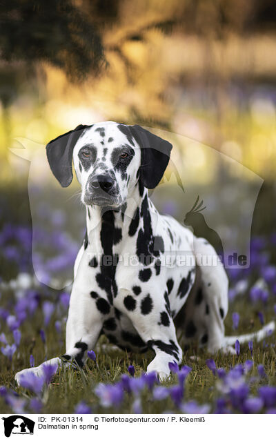 Dalmatiner im Frhjahr / Dalmatian in spring / PK-01314