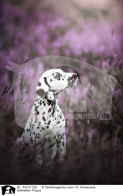 Dalmatiner Welpe / Dalmatian Puppy / KS-01120