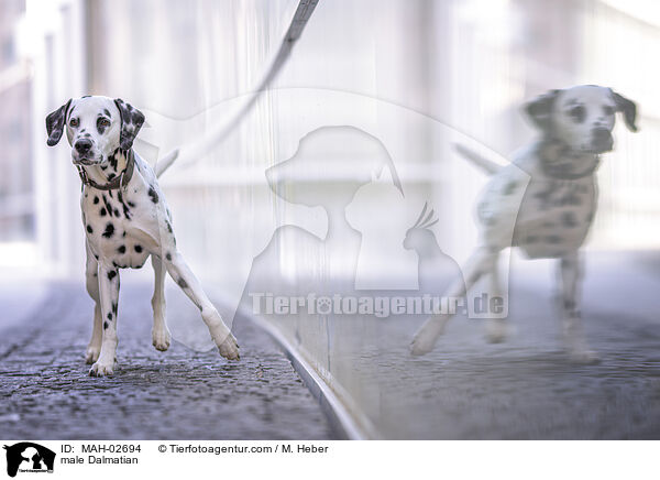 Dalmatiner Rde / male Dalmatian / MAH-02694