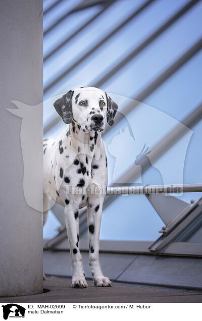 Dalmatiner R�de / male Dalmatian / MAH-02699