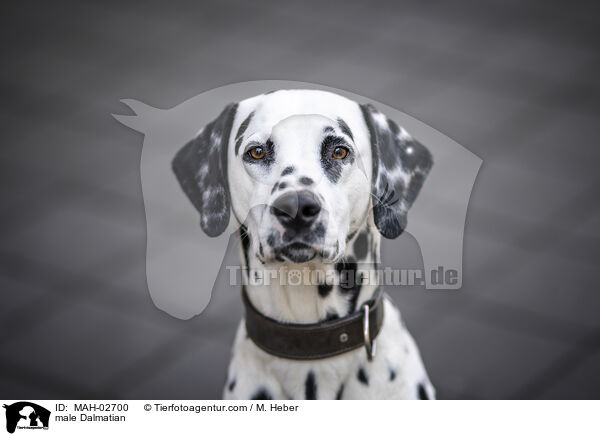 Dalmatiner Rde / male Dalmatian / MAH-02700