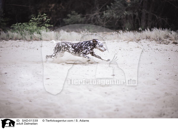 ausgewachsener Dalmatiner / adult Dalmatian / SAD-01339