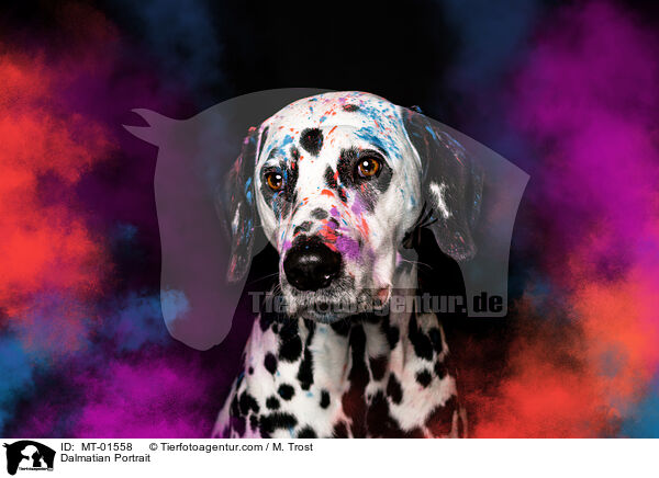 Dalmatiner Portrait / Dalmatian Portrait / MT-01558