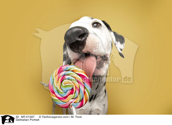Dalmatiner Portrait / Dalmatian Portrait / MT-01587