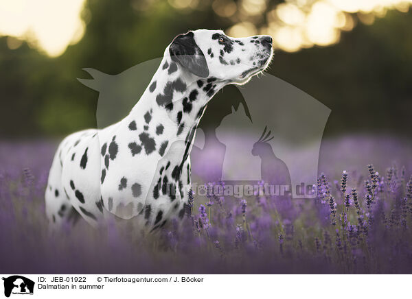 Dalmatiner im Sommer / Dalmatian in summer / JEB-01922