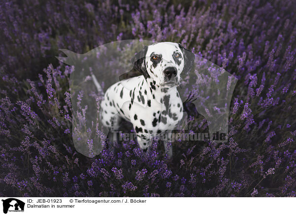 Dalmatiner im Sommer / Dalmatian in summer / JEB-01923