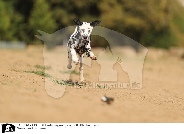 Dalmatiner im Sommer / Dalmatian in summer / KB-07413