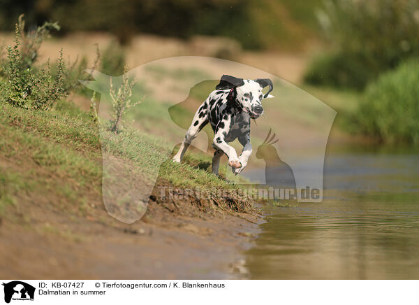 Dalmatiner im Sommer / Dalmatian in summer / KB-07427