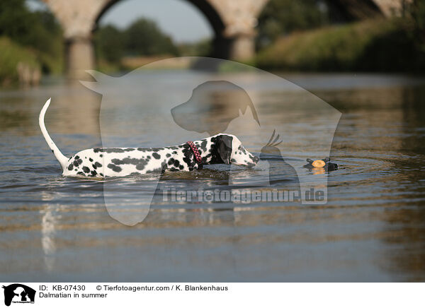 Dalmatiner im Sommer / Dalmatian in summer / KB-07430