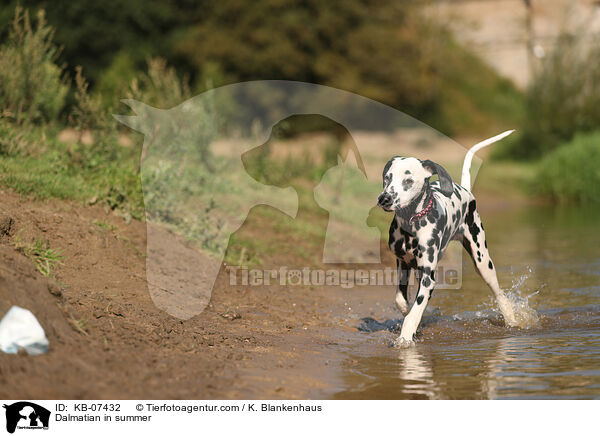 Dalmatiner im Sommer / Dalmatian in summer / KB-07432