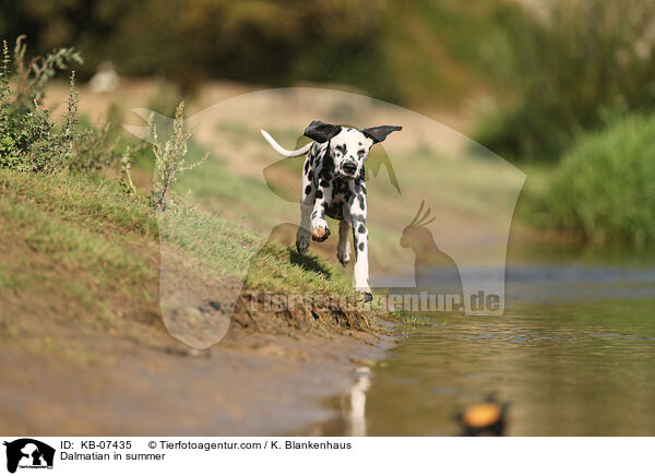 Dalmatiner im Sommer / Dalmatian in summer / KB-07435