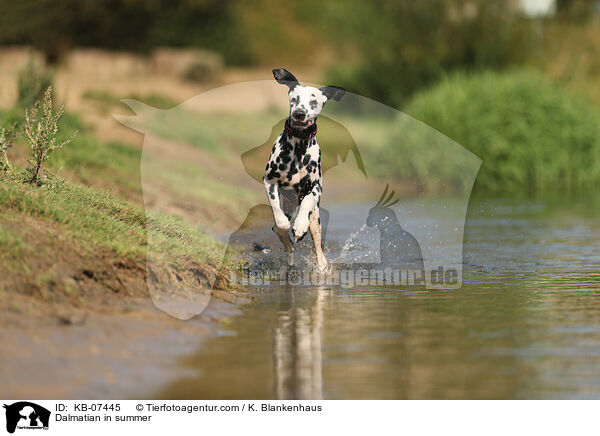 Dalmatian in summer / KB-07445