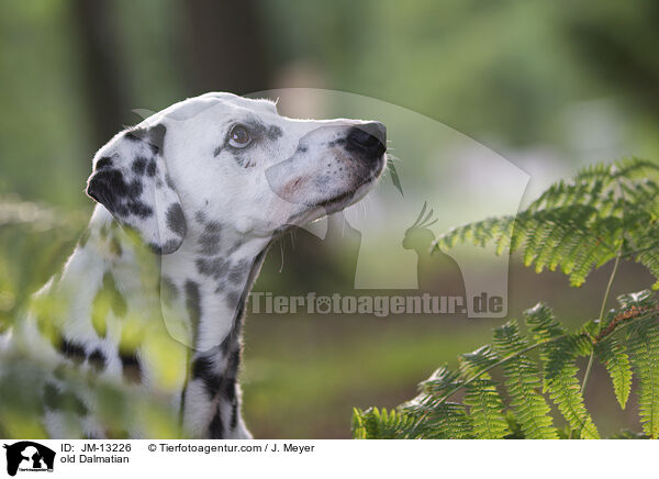 old Dalmatian / JM-13226