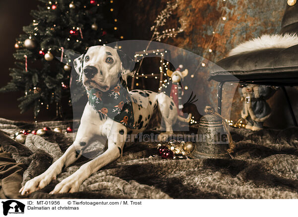 Dalmatiner an Weihnachten / Dalmatian at christmas / MT-01956
