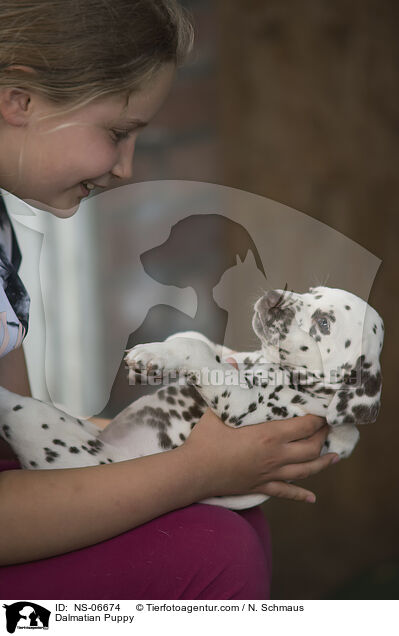 Dalmatiner Welpe / Dalmatian Puppy / NS-06674
