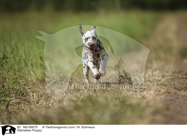 Dalmatiner Welpe / Dalmatian Puppy / NS-06675