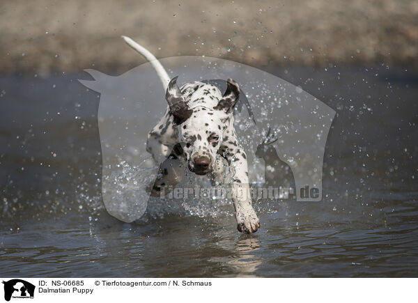 Dalmatiner Welpe / Dalmatian Puppy / NS-06685