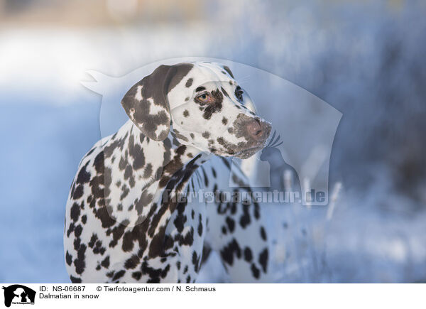 Dalmatiner im Schnee / Dalmatian in snow / NS-06687