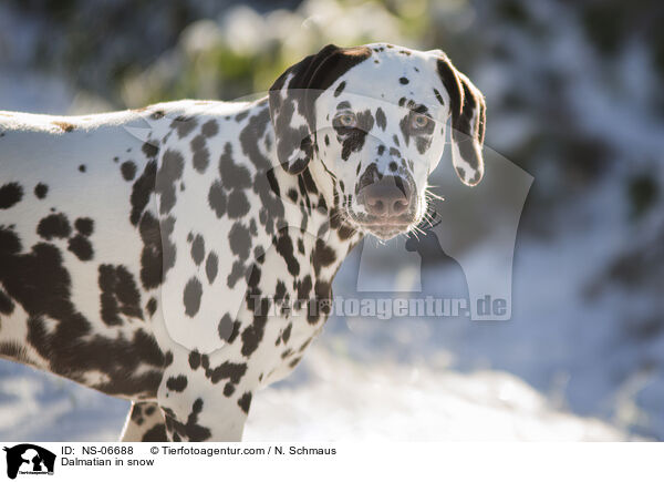 Dalmatiner im Schnee / Dalmatian in snow / NS-06688