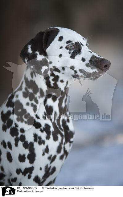 Dalmatiner im Schnee / Dalmatian in snow / NS-06689