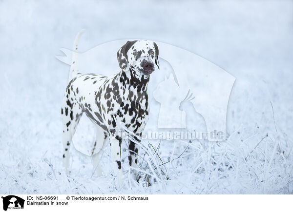 Dalmatiner im Schnee / Dalmatian in snow / NS-06691
