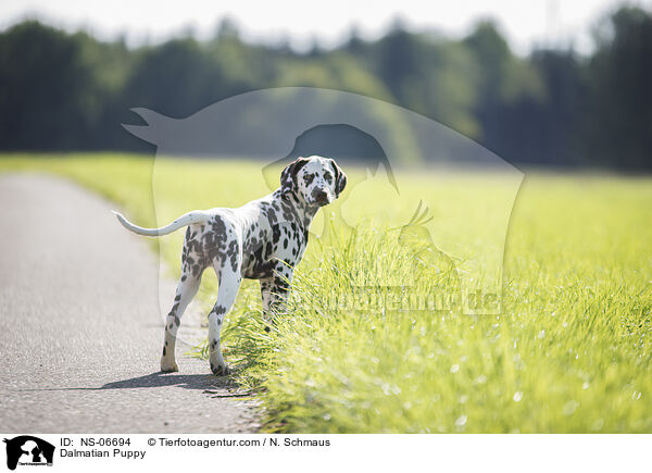 Dalmatiner Welpe / Dalmatian Puppy / NS-06694