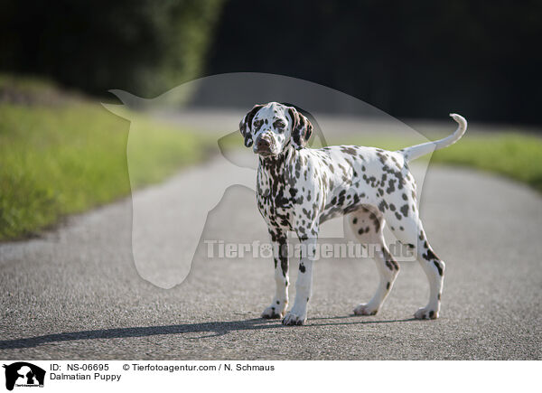 Dalmatiner Welpe / Dalmatian Puppy / NS-06695