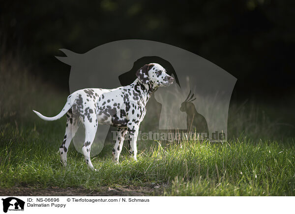 Dalmatiner Welpe / Dalmatian Puppy / NS-06696