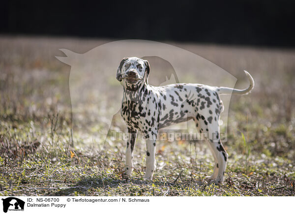 Dalmatiner Welpe / Dalmatian Puppy / NS-06700