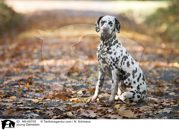 junger Dalmatiner / young Dalmatian / NS-06705