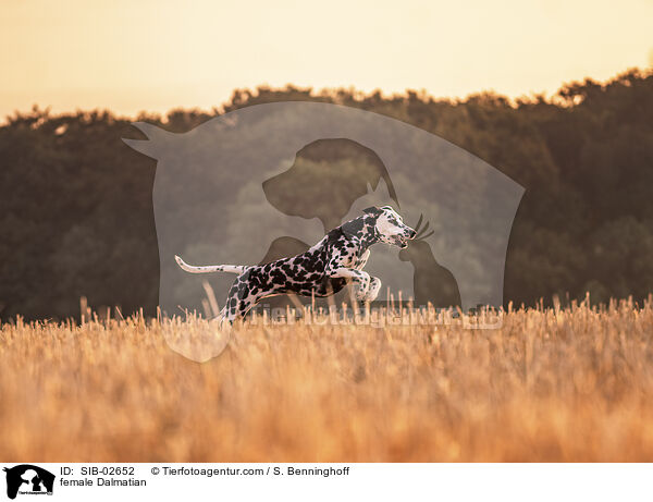 Dalmatiner Hndin / female Dalmatian / SIB-02652